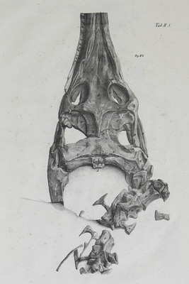7084
<br/>
Abhandlungen über die Gavialartigen Reptilien der Liasformation.
<br/>
<em></em>